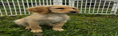 Halo