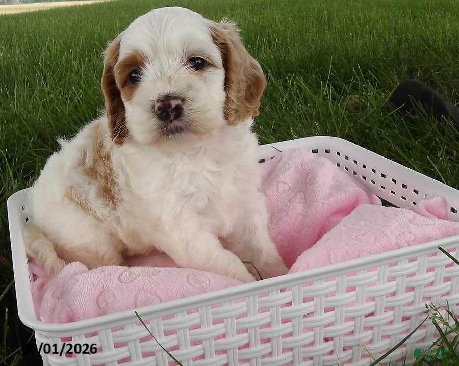 Cockapoo dogs Peony - Ad 1
