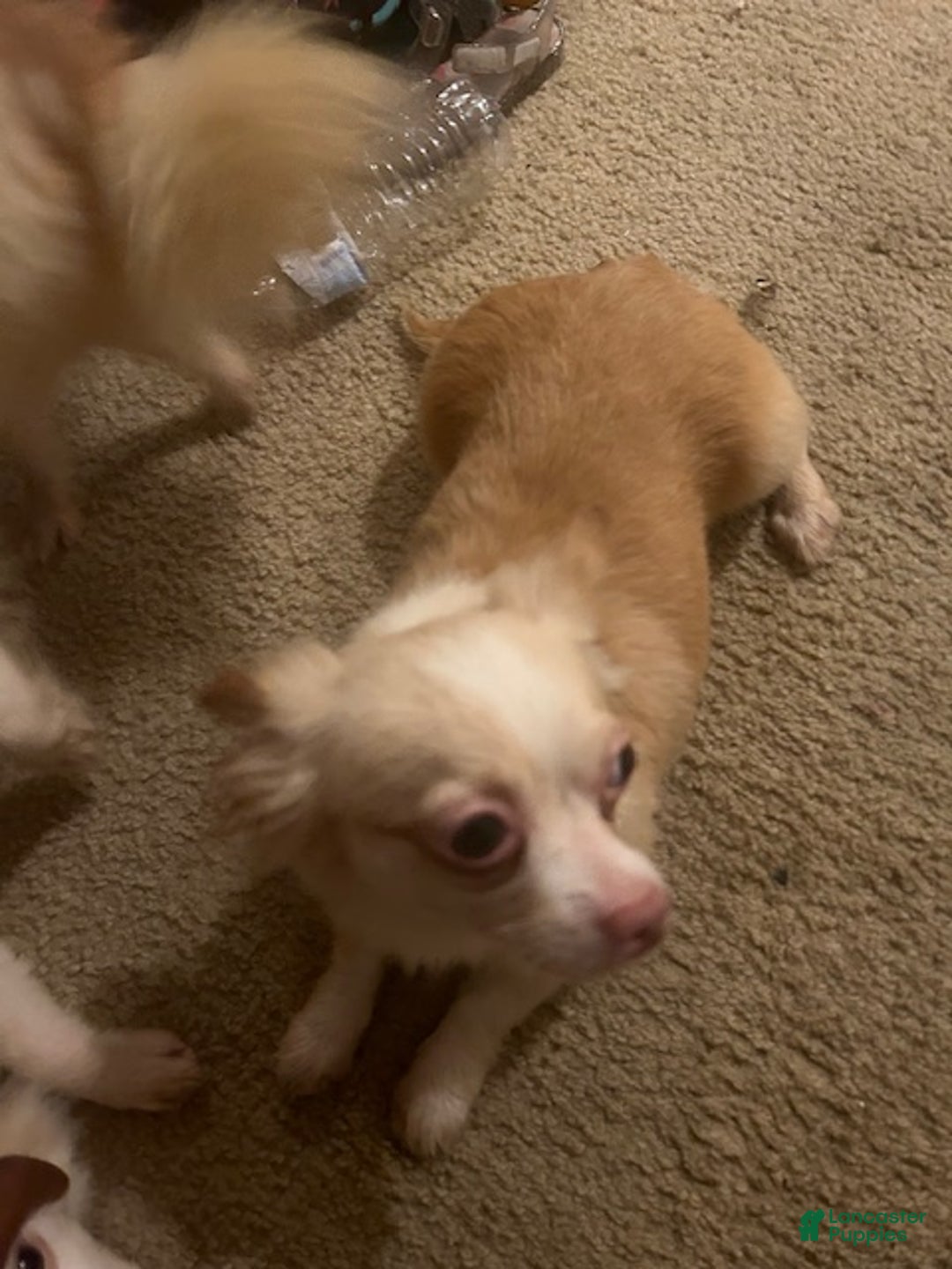 Pomchi dogs for sale: Pomchi Puppy 2 - Ad 3