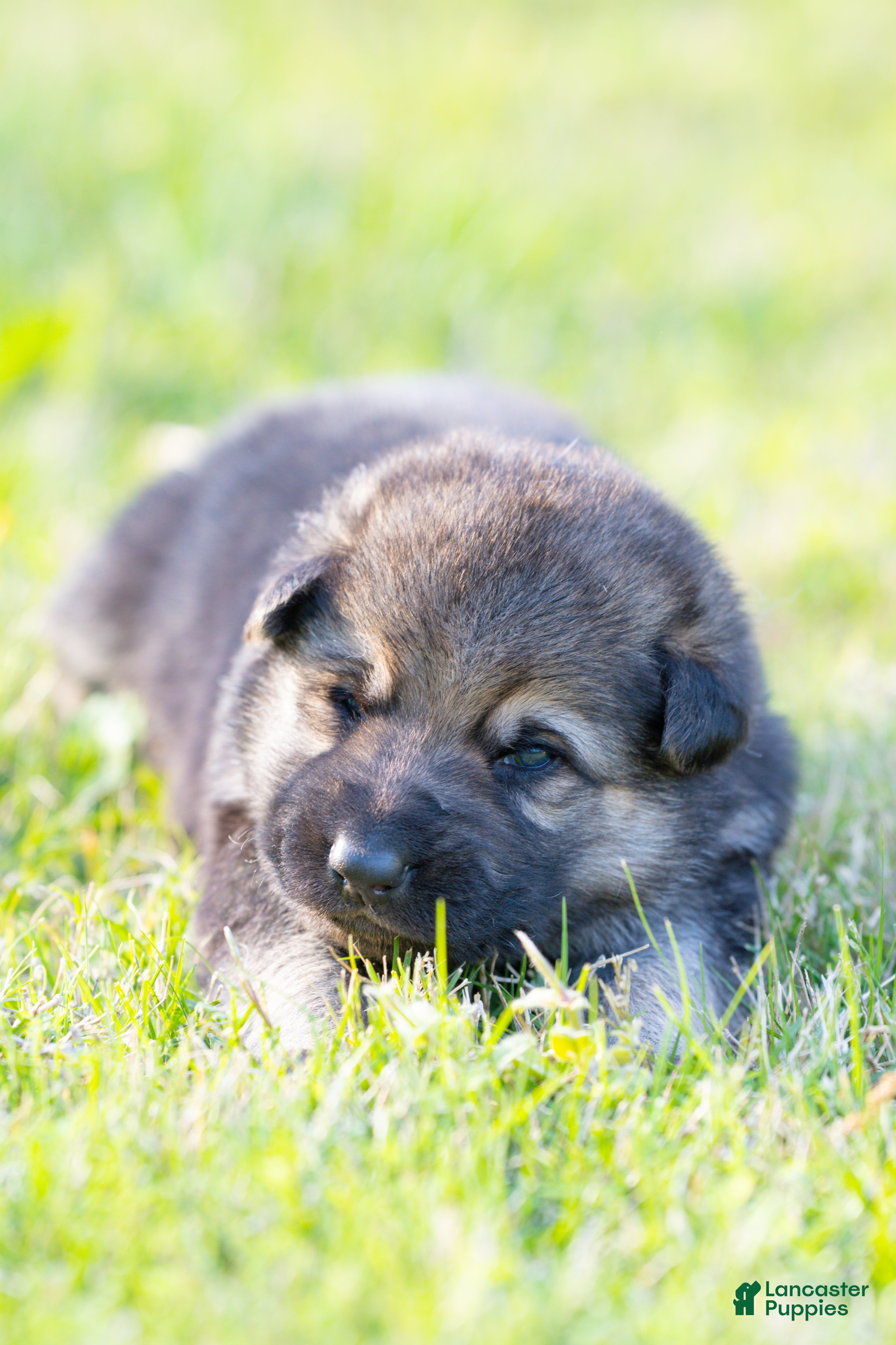 German Shepherd dogs German Shepherd Puppy 5 - Ad 18