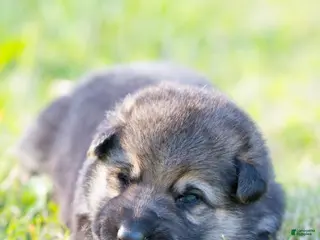 German Shepherd dogs German Shepherd Puppy 5 - Ad 18