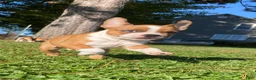 Frenchton dogs for sale: Reese - Ad 1