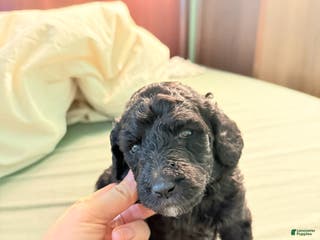 Standard Poodle dogs Standard Poodle Puppy 4 - Ad 42