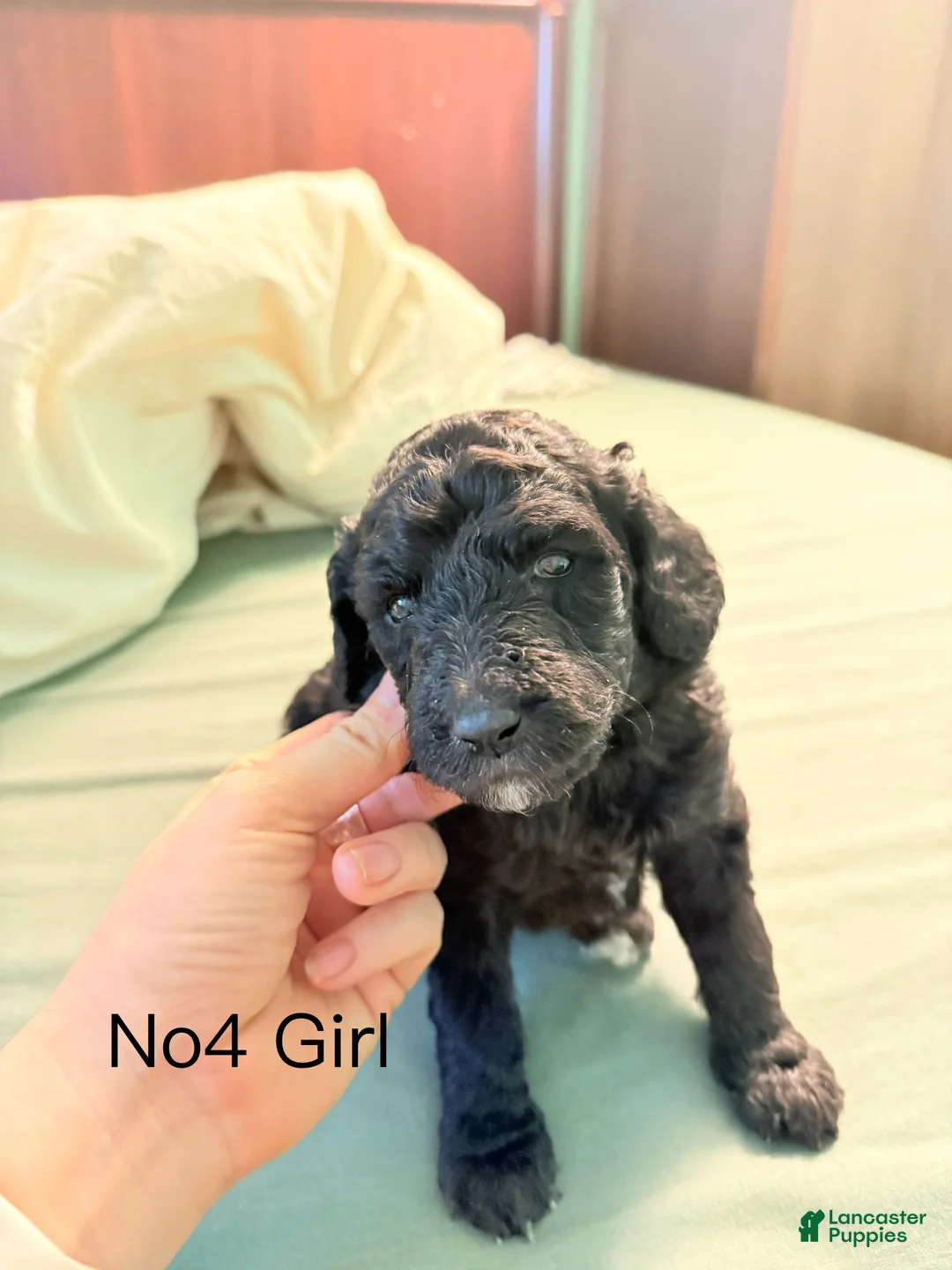 Standard Poodle dogs for sale: Standard Poodle Puppy 4 - Ad 4
