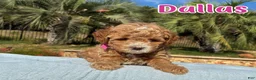 Cavapoo dogs for sale: Blitz  - Ad 10