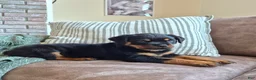 Rottweiler dogs for sale: Nova - Ad 3