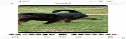 Alapaha Blue Blood Bulldog dogs for stud: AKC Registered German Rottweiler - Ad 1