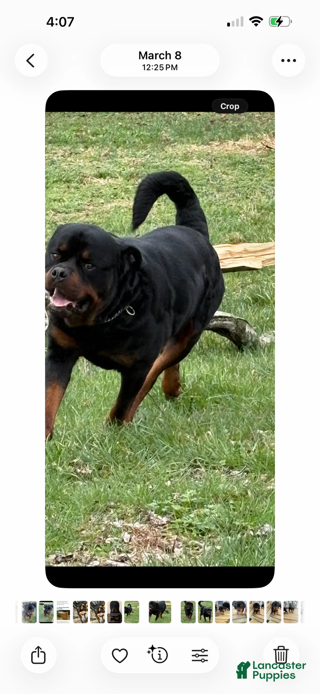 Alapaha Blue Blood Bulldog dogs for stud: AKC Registered German Rottweiler - Ad 1