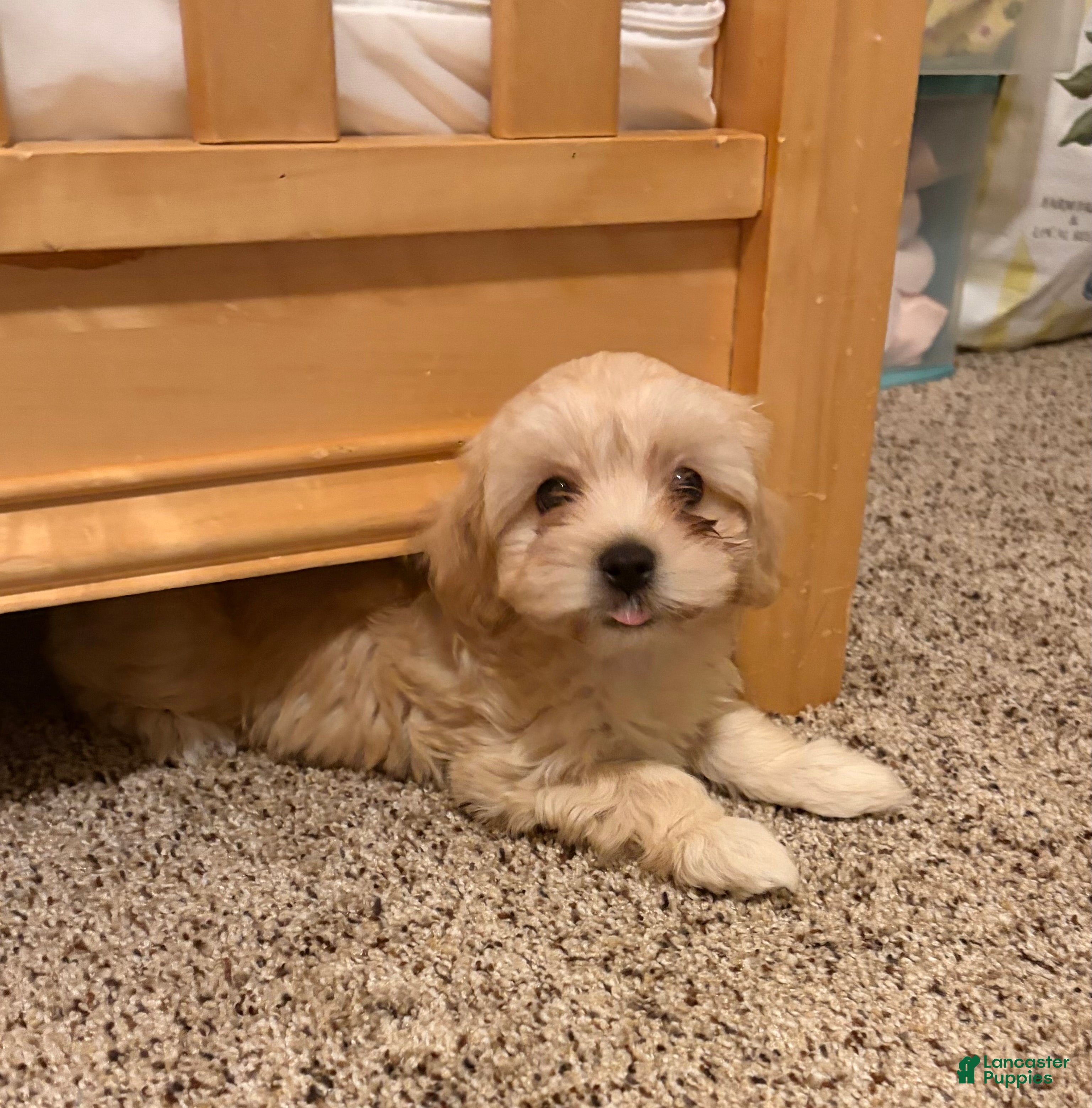 Mixed Breed dogs Little Beth  - Ad 11