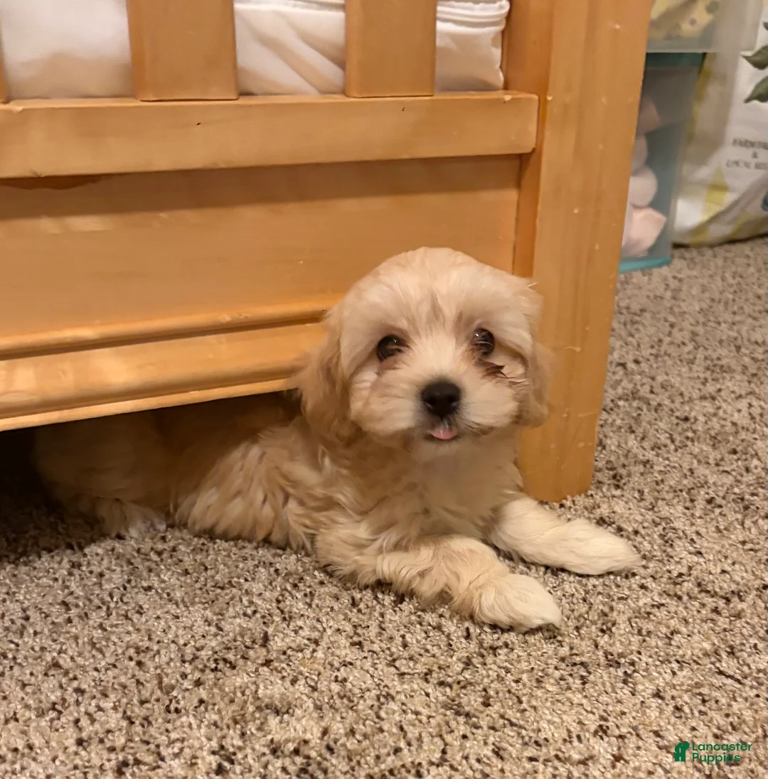 Mixed Breed dogs for sale: Little Beth  - Ad 1