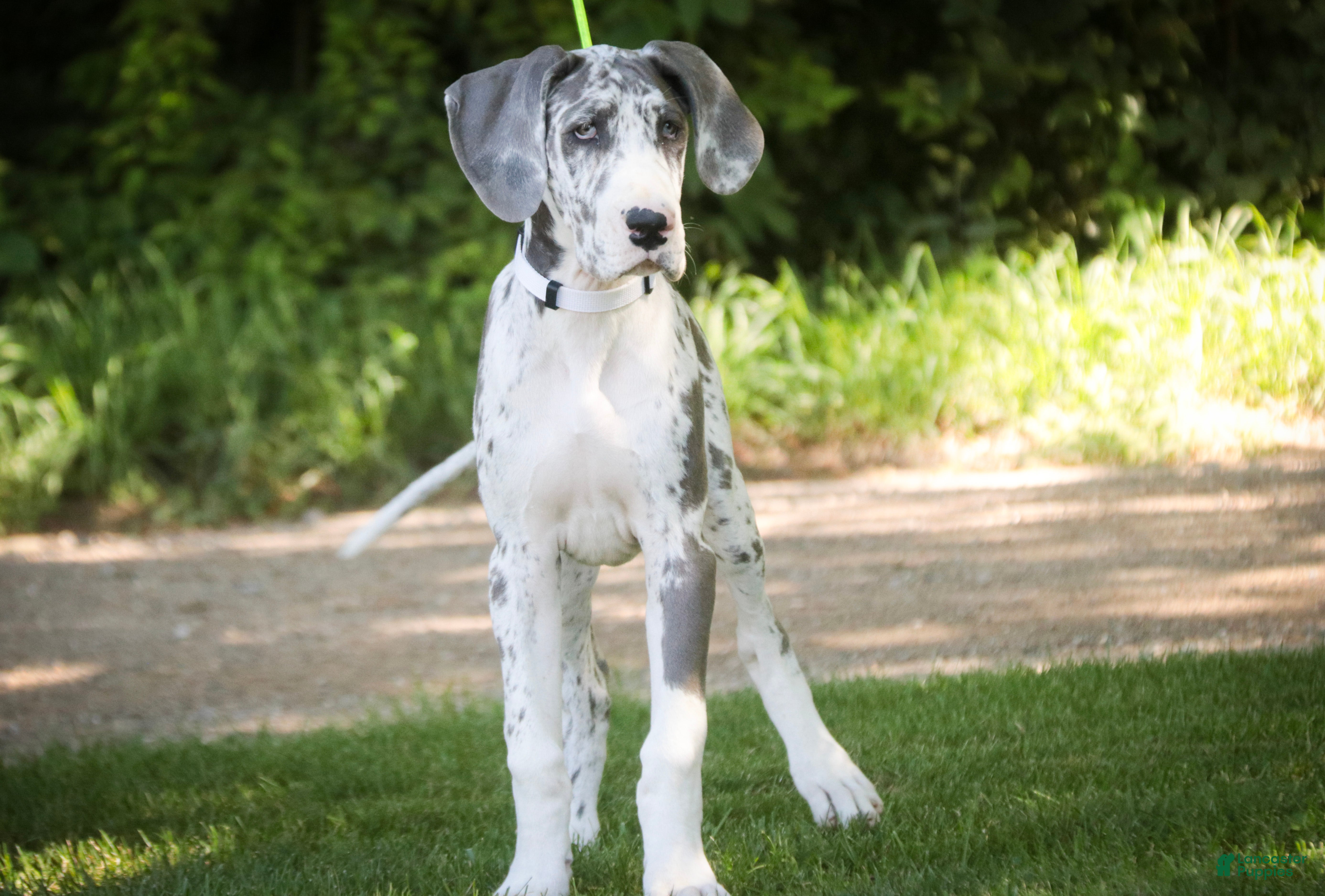Great Dane dogs Stella - Ad 2