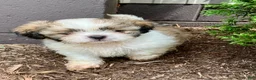 Shih Tzu dogs for sale: Tucker - Ad 4