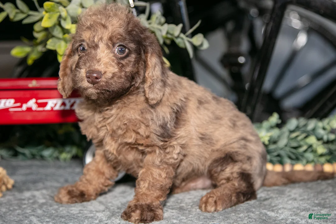 Mixed Breed dogs for sale: Jordan - Ad 3