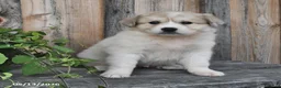 Mixed Breed dogs for sale: Sid  - Ad 4