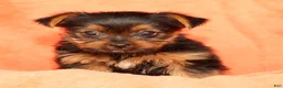 Yorkshire Terrier dogs for sale: Tika - Ad 7