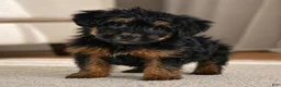 Yorkshire Terrier dogs for sale: Archie - Ad 1