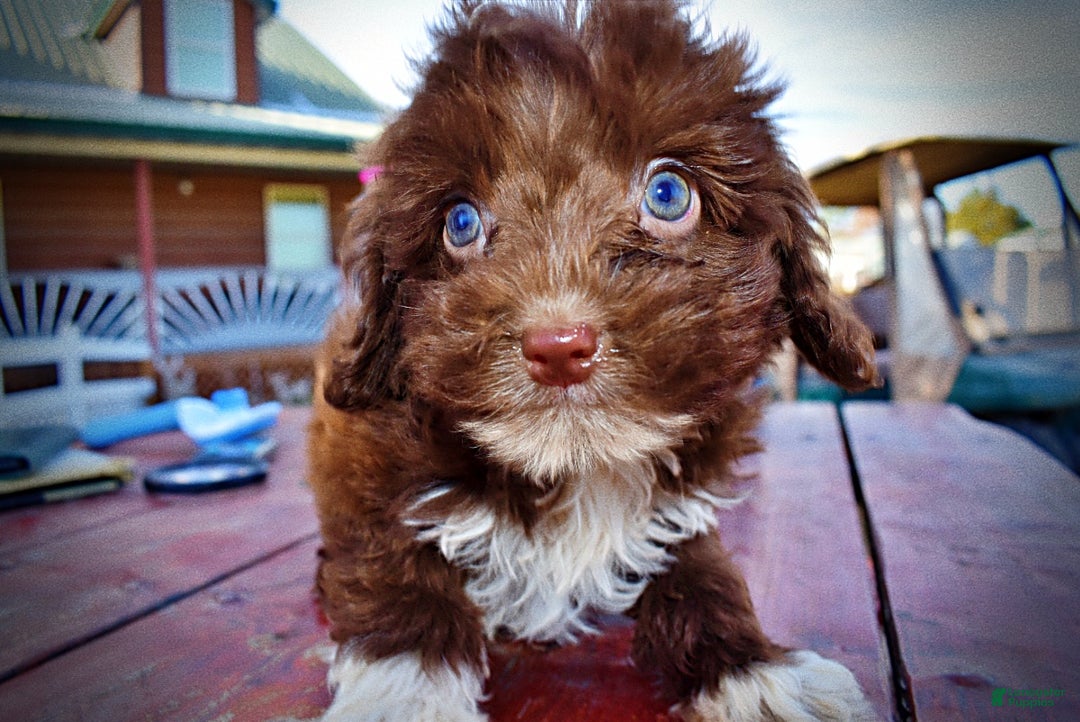 Havapoo dogs for sale: Ozzie - Ad 17