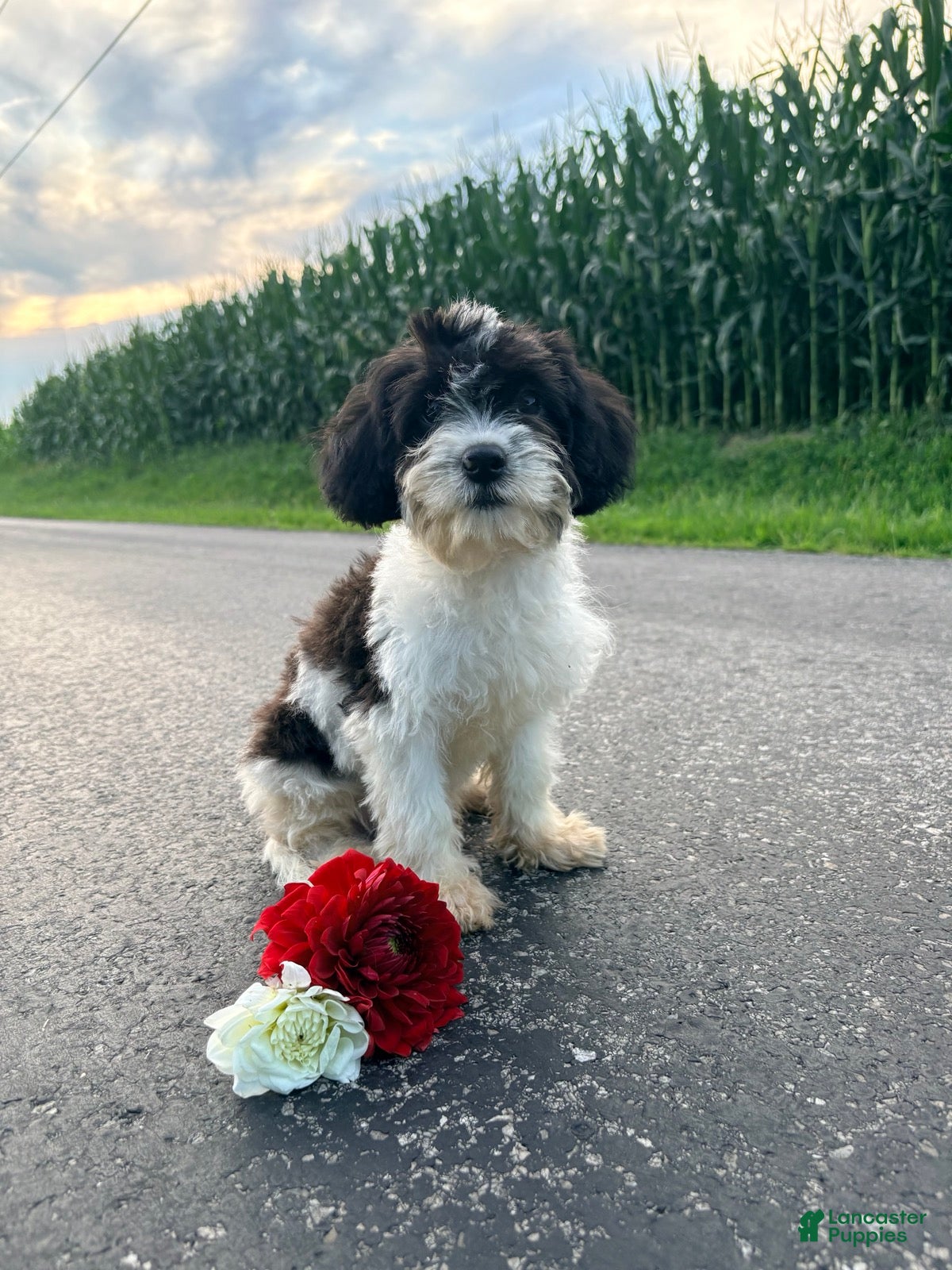 Cavapoo dogs Riley  - Ad 2