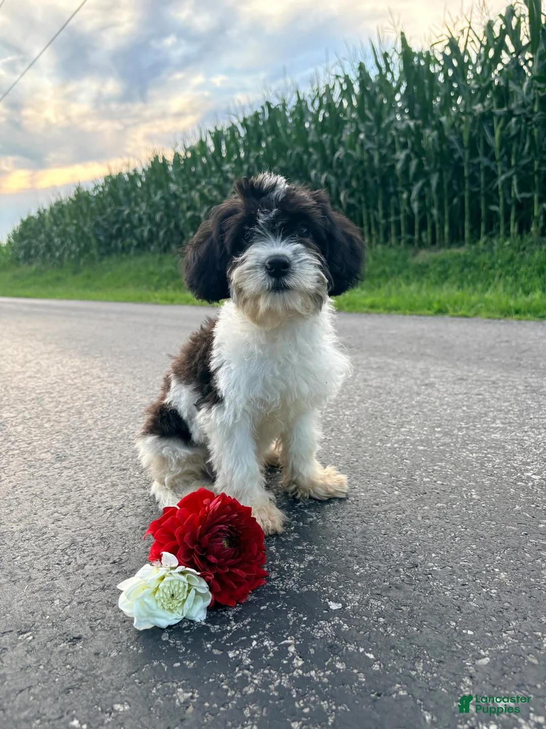 Cavapoo dogs for sale: Riley  - Ad 2