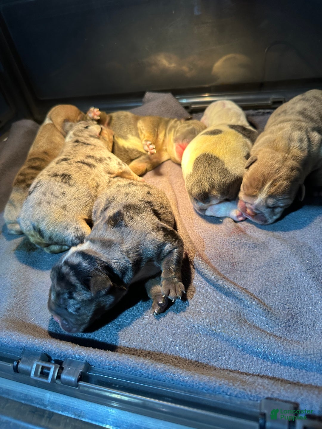 English Bulldog dogs for sale: Blue Fawn Merle Boy  - Ad 6