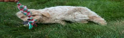 Bichpoo dogs for sale: 🐾 Olive 🐾 - Ad 20