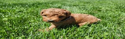Standard Poodle dogs for sale: Violet  - Ad 10