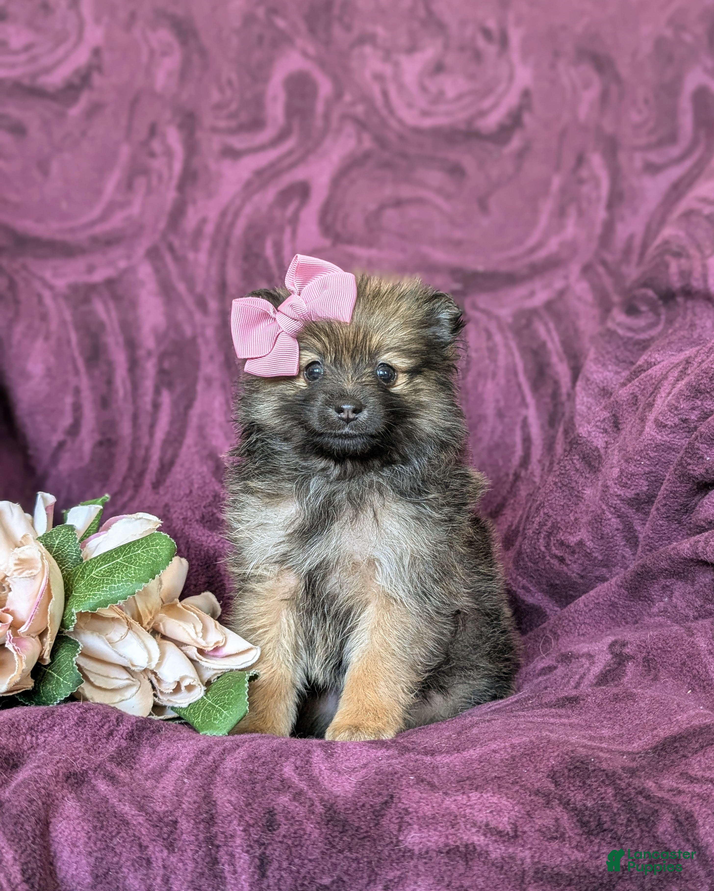 Pomeranian dogs Jennae - Ad 2