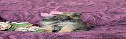 Pomeranian dogs for sale: Jennae - Ad 2