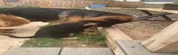 German Shepherd dogs for sale: German Shepherd 4 - Ad 4