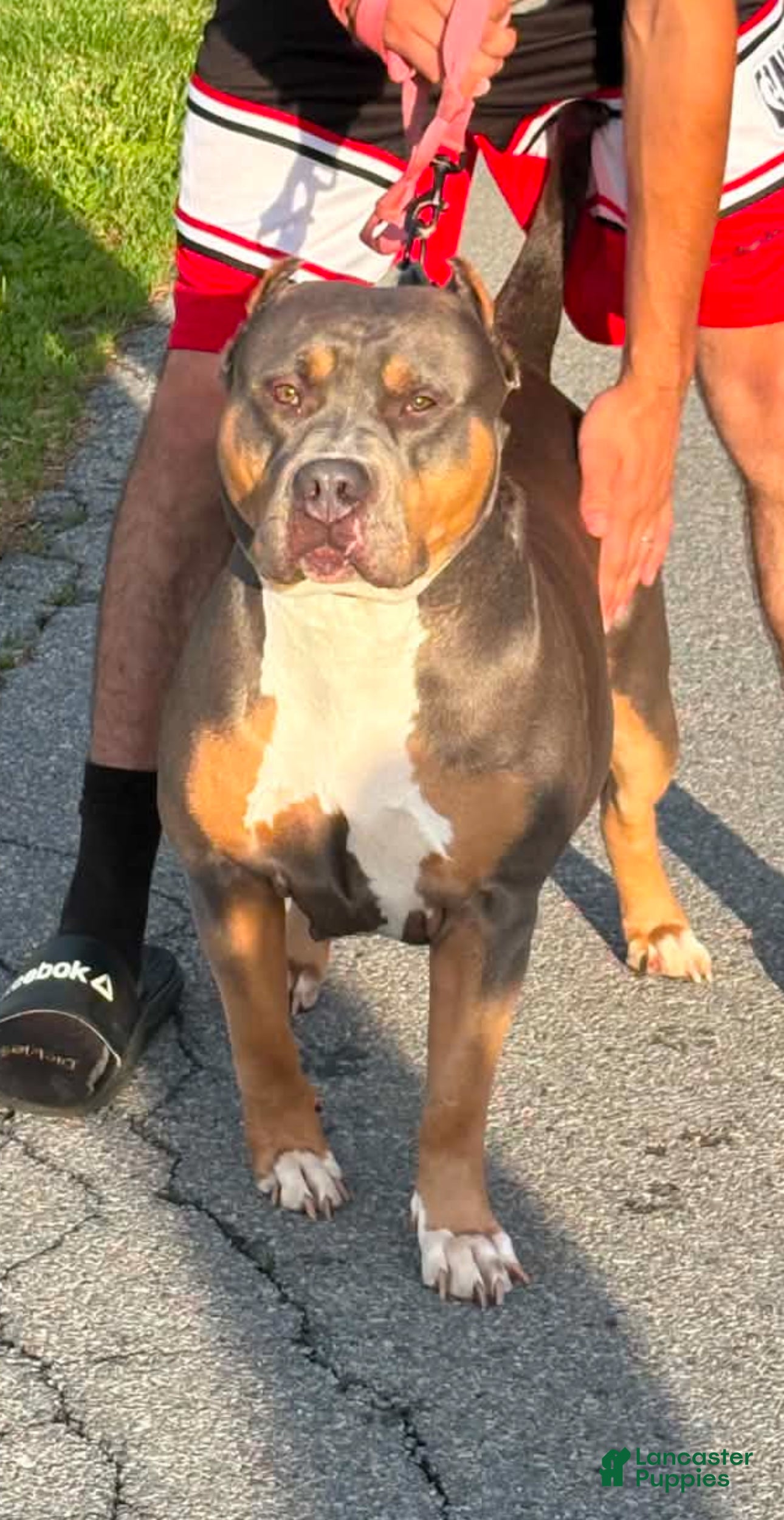 American Bully dogs American Bully 3 - Ad 2