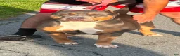 American Bully dogs for sale: American Bully 3 - Ad 2