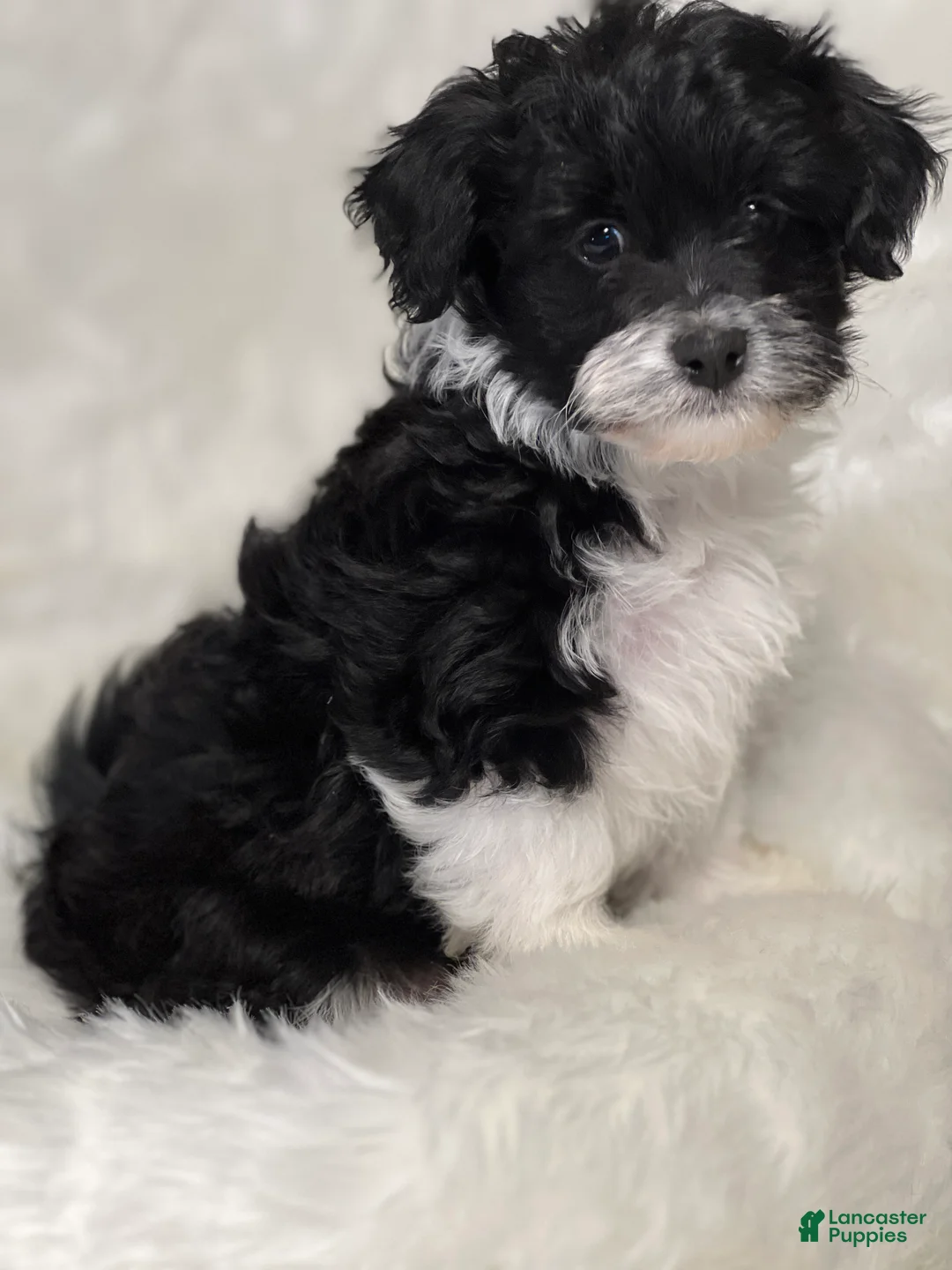 Havanese dogs for sale: Domino - Ad 10
