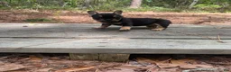 French Bulldog dogs for sale: Toto - Ad 3