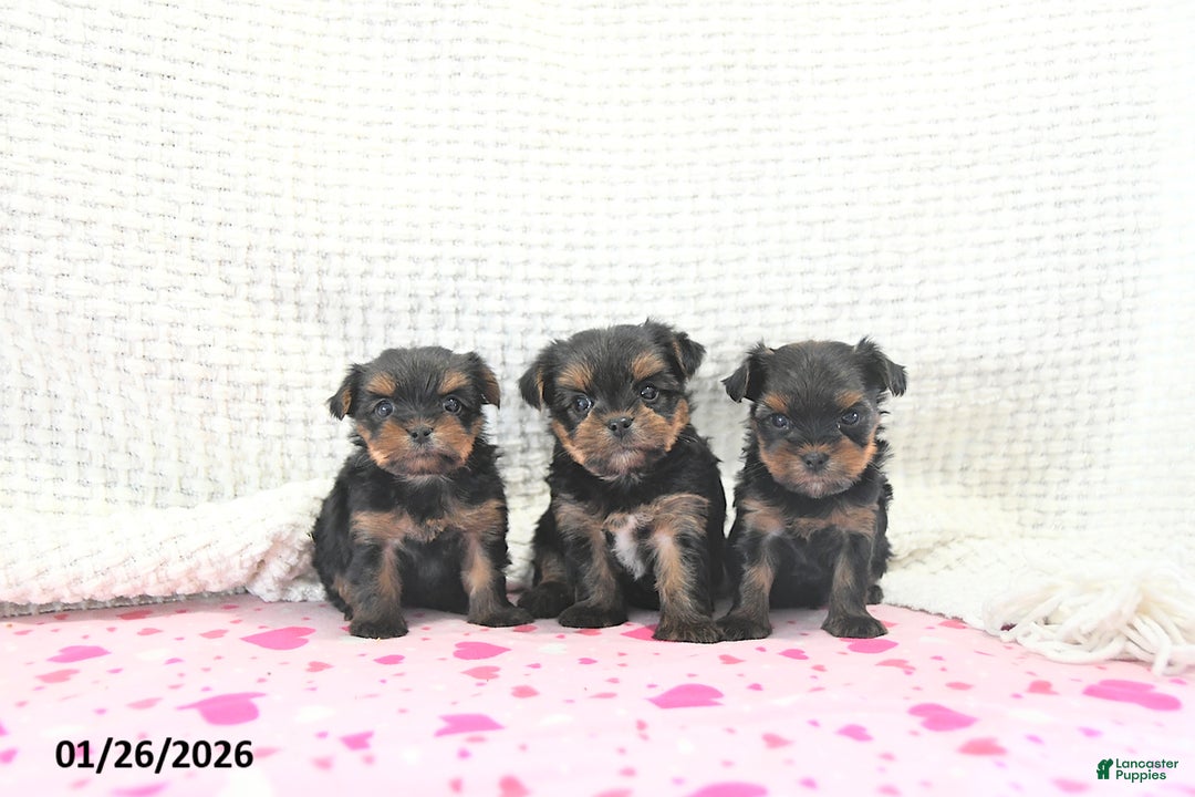 Yorkshire Terrier dogs for sale: Bennett EXTRA SMALL - Ad 3