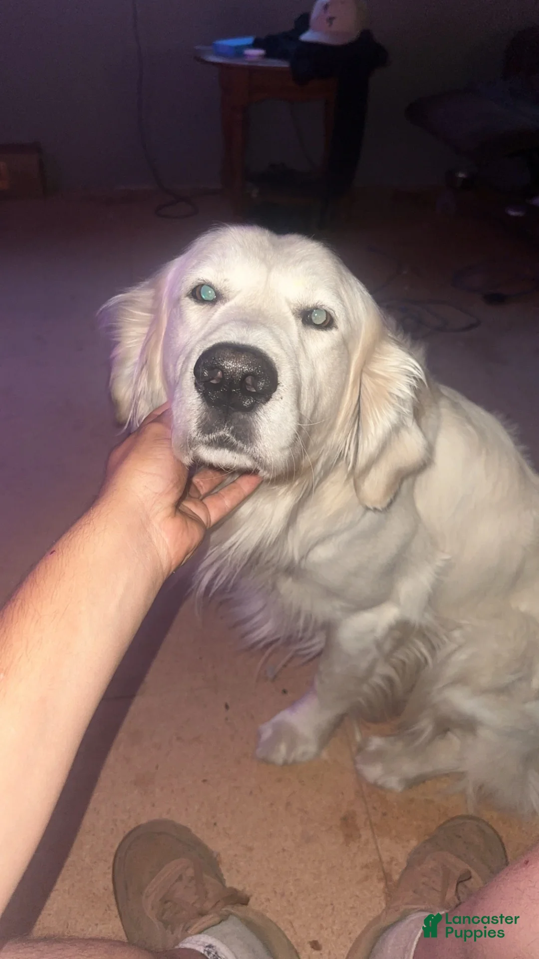 Mixed Breed dogs for sale: Mixed Breed 2 - Ad 5