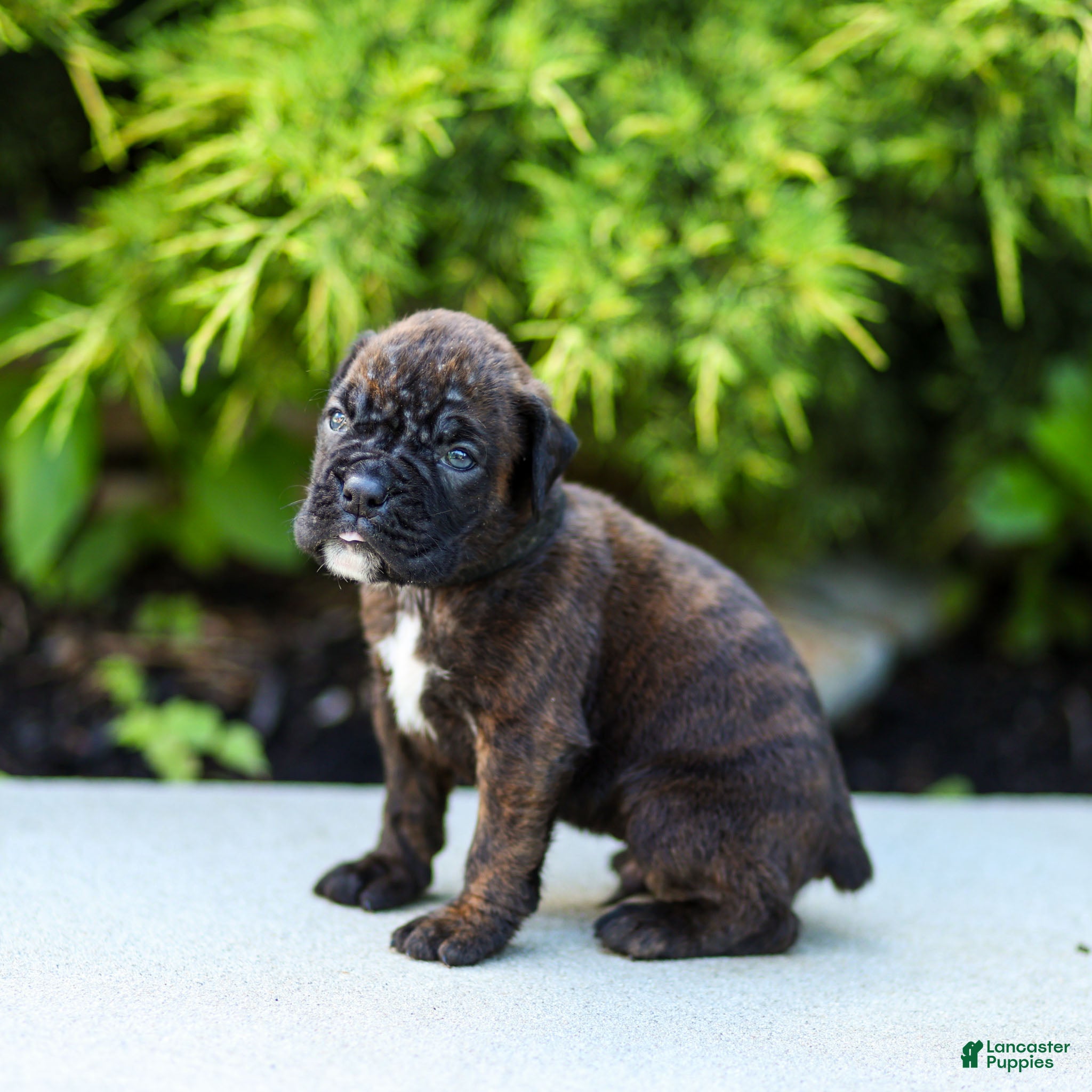 Boxer dogs Lenny Boxer Puppy  - Ad 2