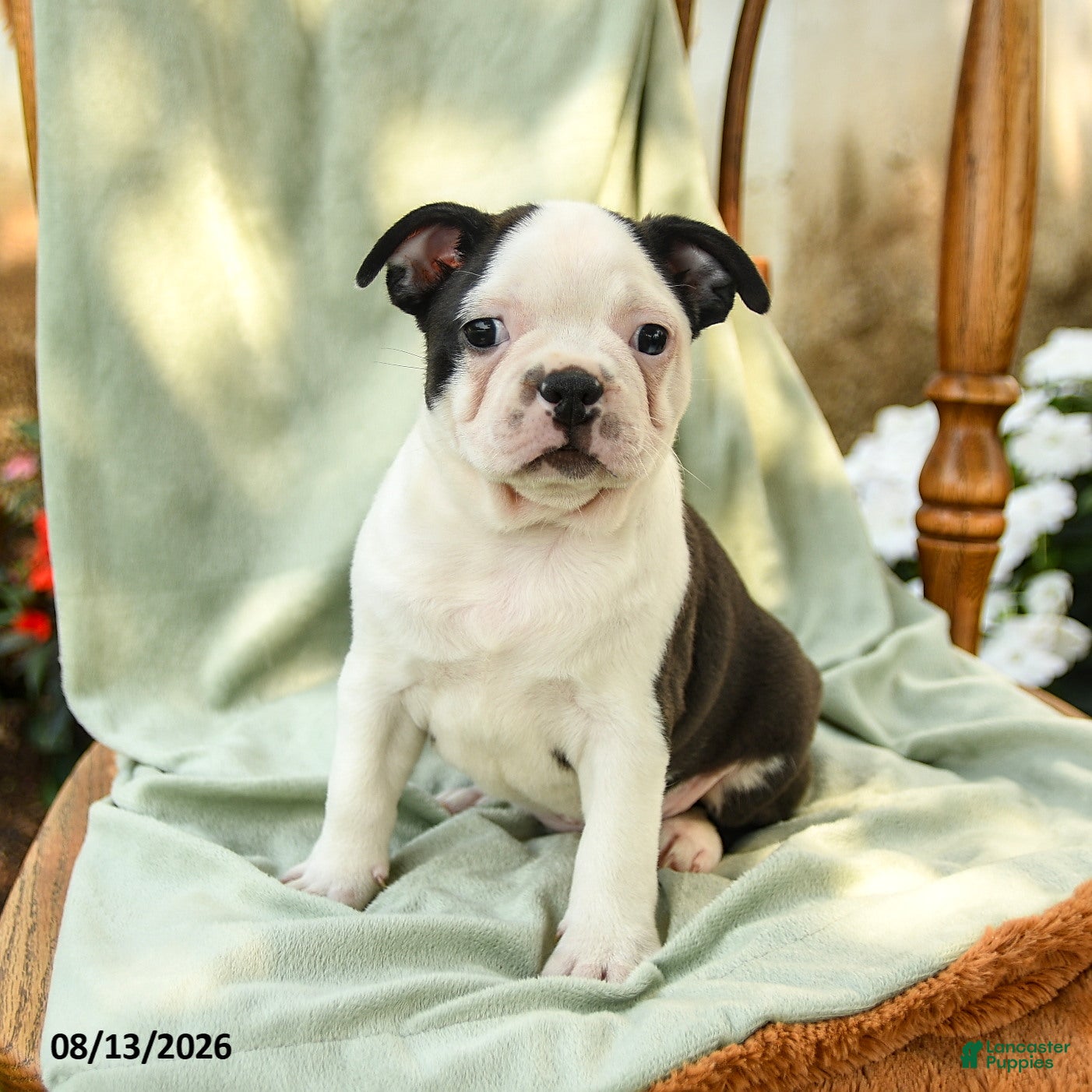 Boston Terrier dogs Brynn - Ad 1
