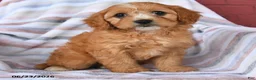Cavapoo dogs for sale: Candy - Ad 4