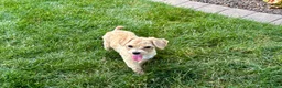 Maltipoo dogs for sale: Tiny - Ad 5