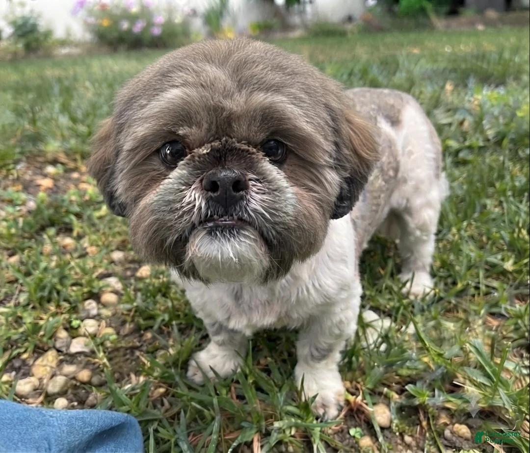 Shorkie dogs for sale: Bob - Ad 4