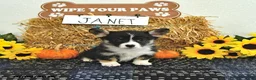 Welsh Corgi Pembroke dogs for sale: Janet - Ad 3