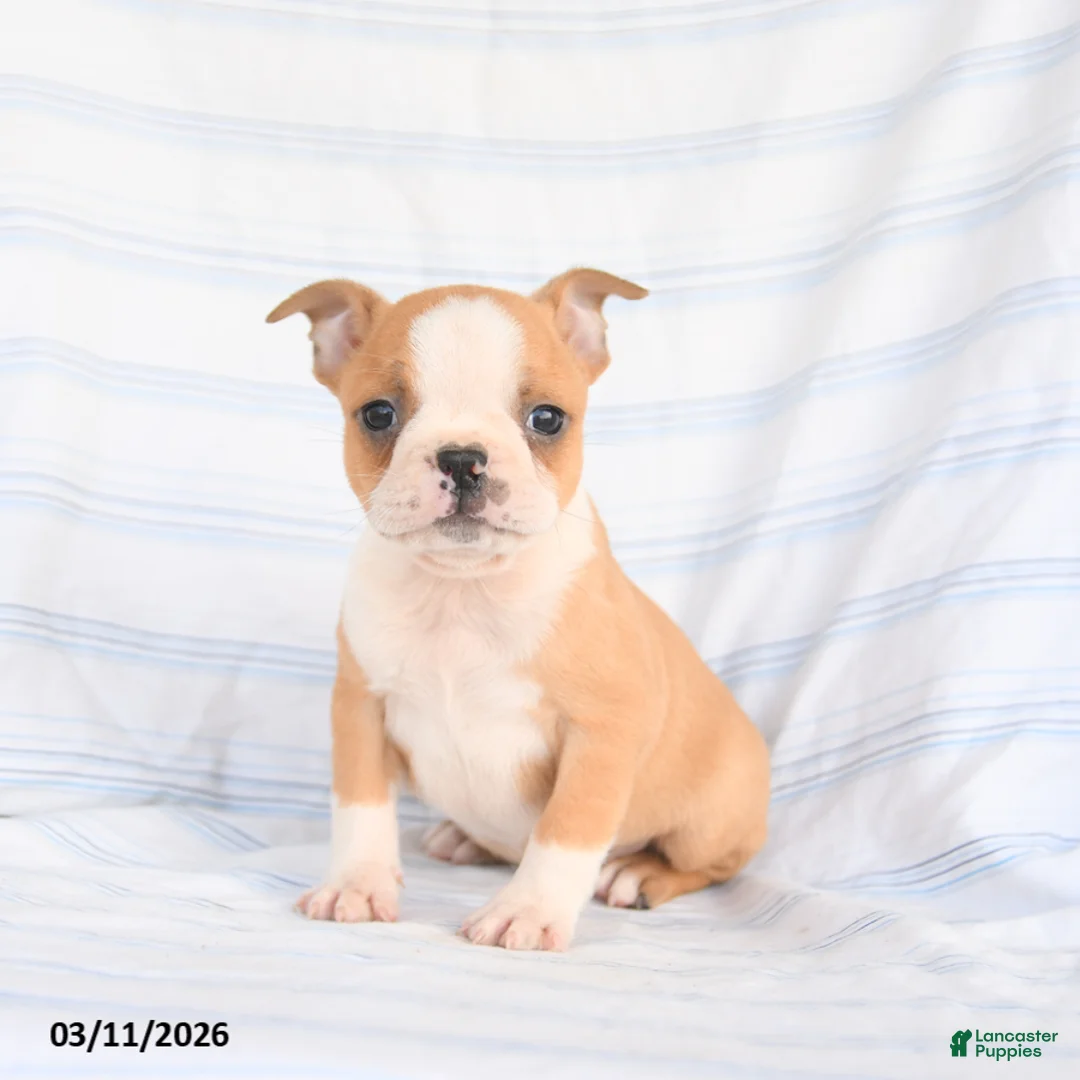 Boston Terrier dogs for sale: Archie - Ad 1