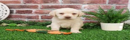 Labrador Retriever dogs for sale: Bellamy - Ad 4