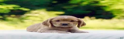 Cocker Spaniel dogs for sale: Tanner - Ad 3