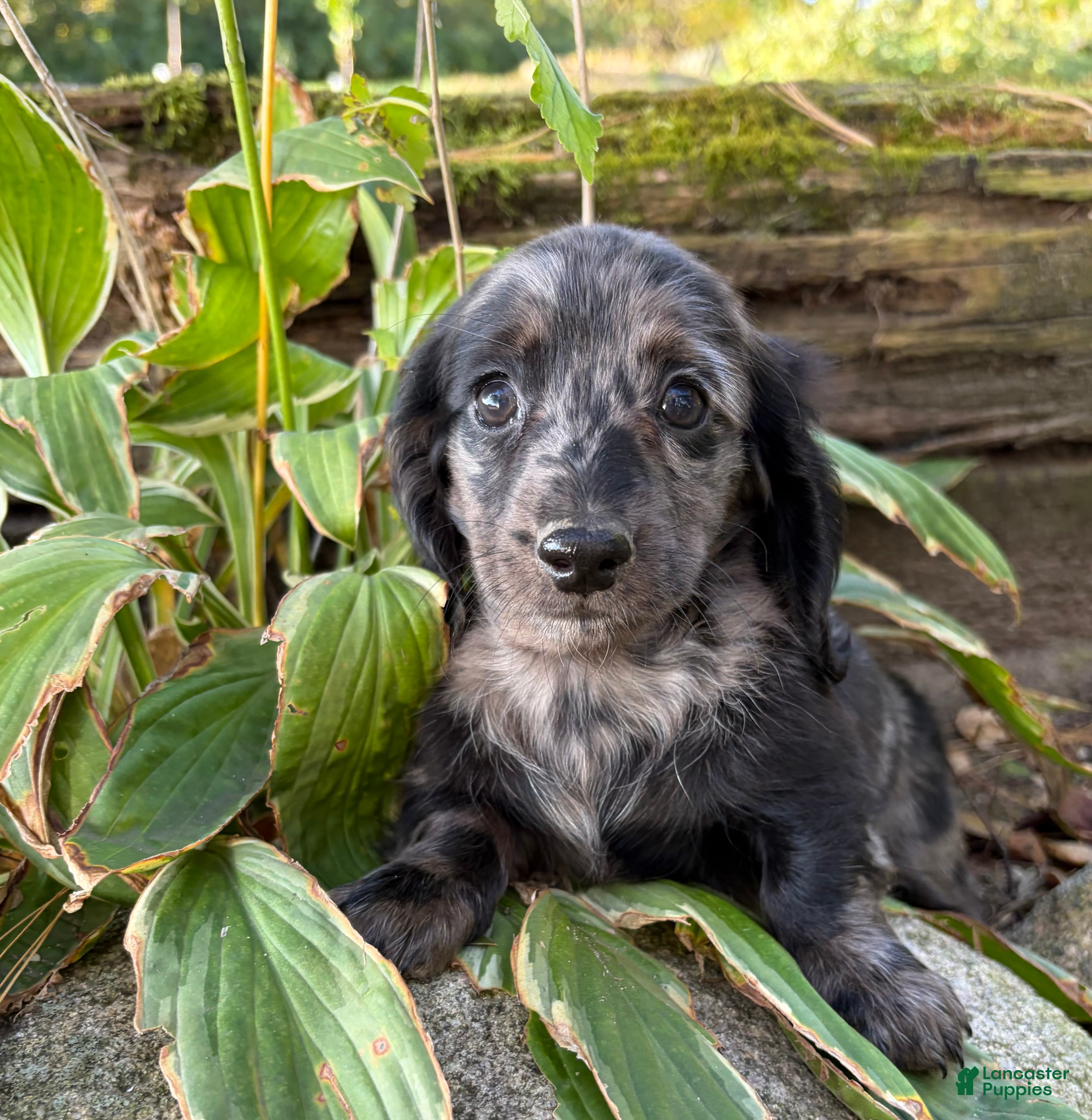 Dachshund dogs Truffles - Ad 1