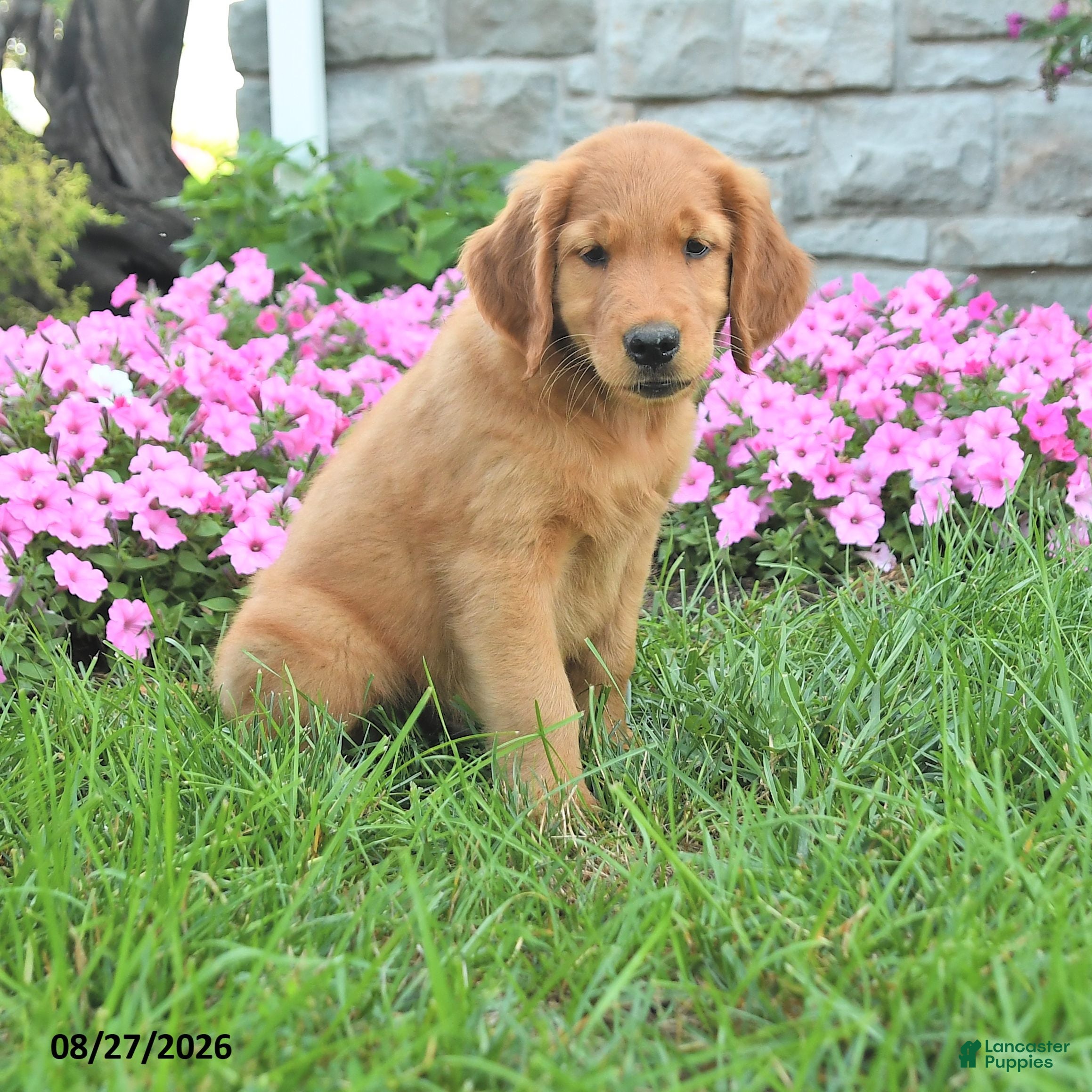 Mixed Breed dogs for sale: Liam - Ad 1