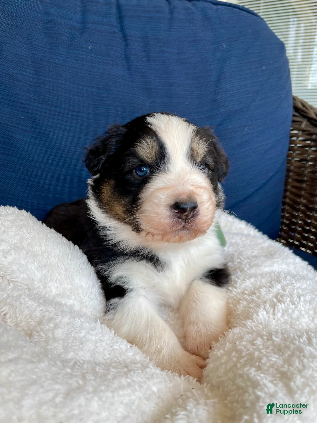 Australian Shepherd dogs for sale: Australian Shepherd- Buddy - Ad 2