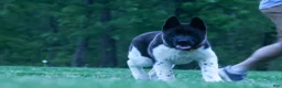 Akita dogs for sale: Olive - Ad 13