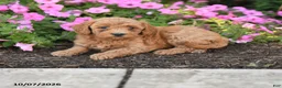 Mini Goldendoodle dogs for sale: Ruby - Ad 1