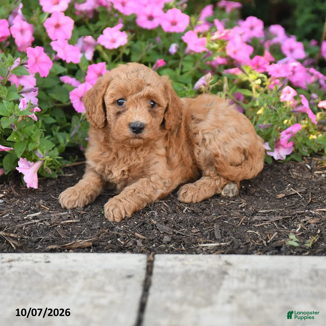 Mini Goldendoodle dogs for sale: Ruby - Ad 1